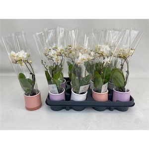 Phal White Mini 2 Branches 12+