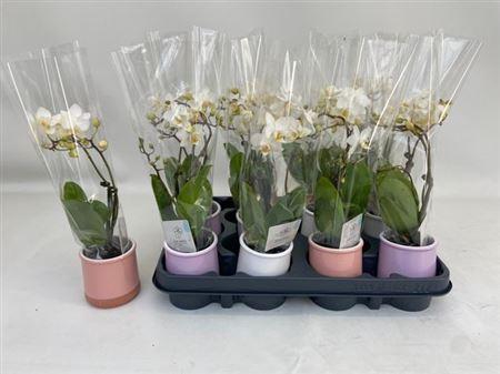 <h4>Phal White Mini 2 Branches 12+</h4>