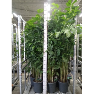 Caryota mitis