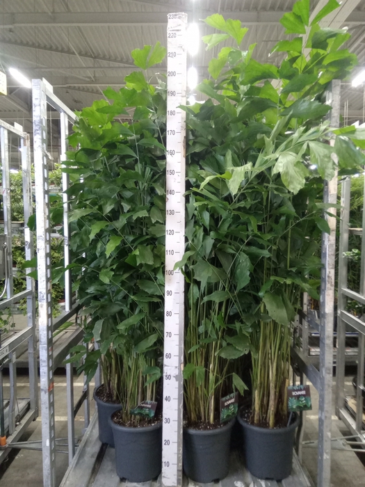 <h4>Caryota mitis</h4>