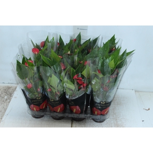ANTHURIUM MINI MILLION FLOWERS P09
