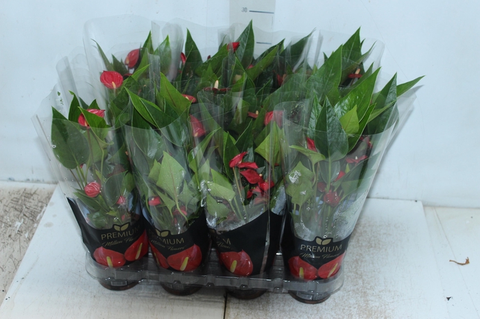 <h4>ANTHURIUM MINI MILLION FLOWERS P09</h4>