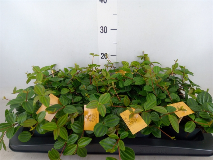 <h4>Peperomia  'Rocca Scuro'</h4>