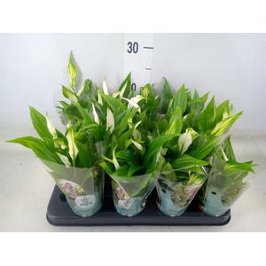 Spathiphyllum  'Pearl Cupido'