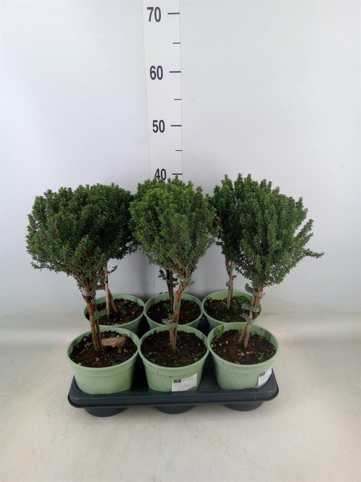 <h4>Thymus vulgaris</h4>