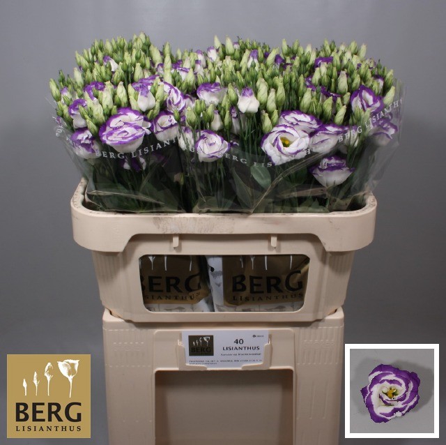 <h4>Lisianthus Rosita Blue Picotee</h4>