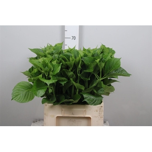 Blad Hortensia