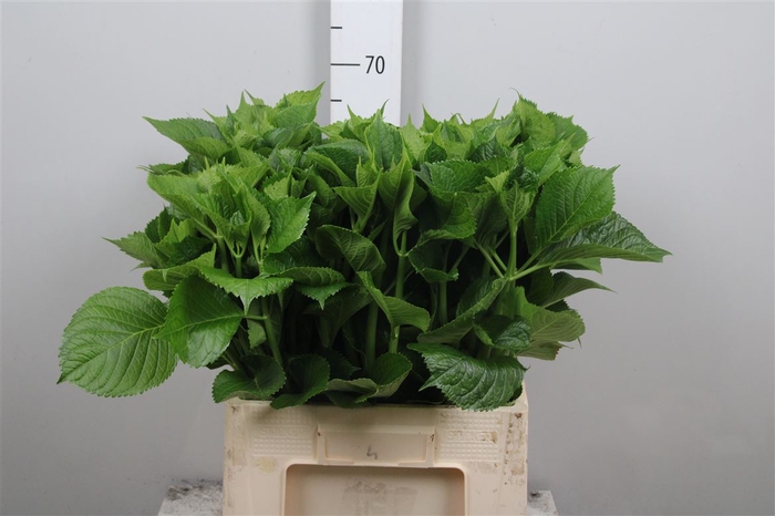 <h4>Blad Hortensia</h4>