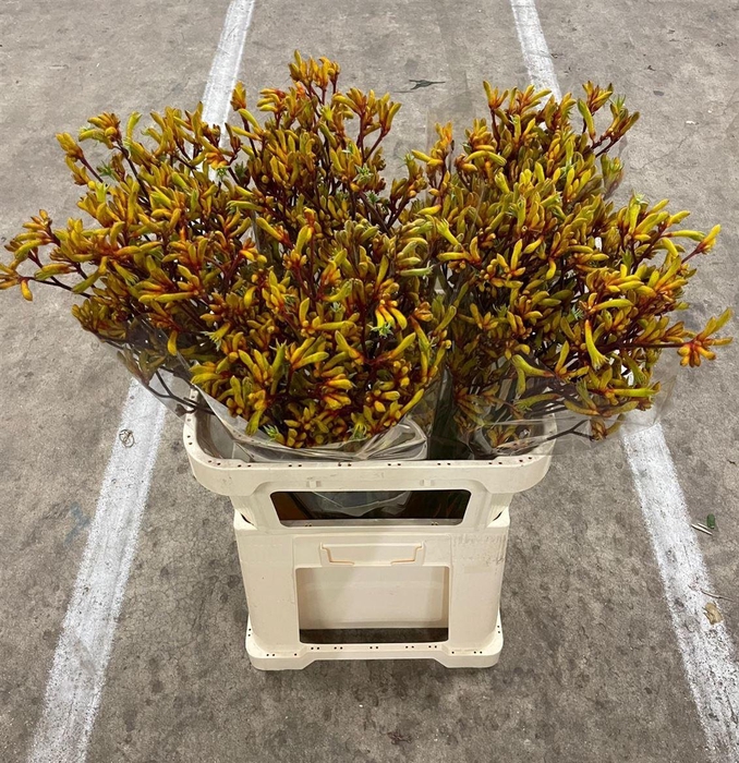 <h4>Anigoz Gold Fever</h4>