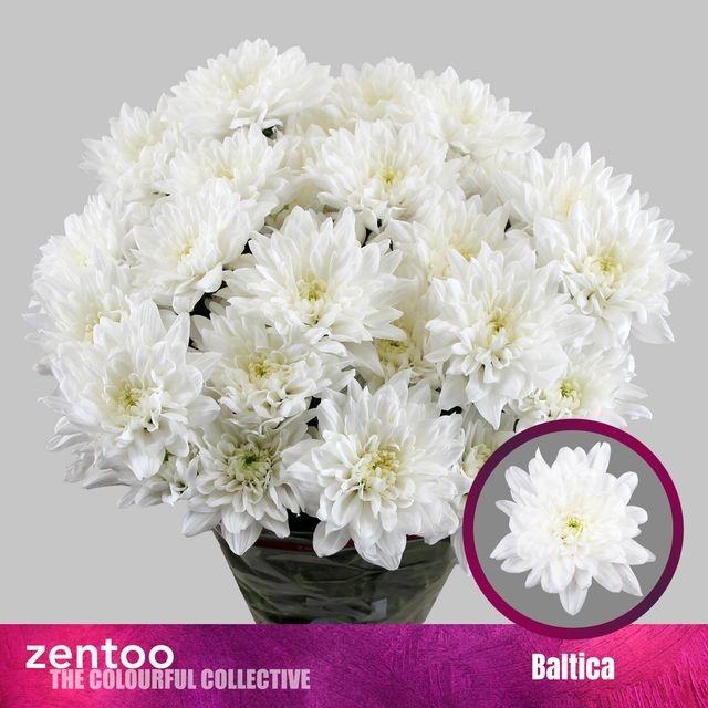 Chrys tr Baltica weiss