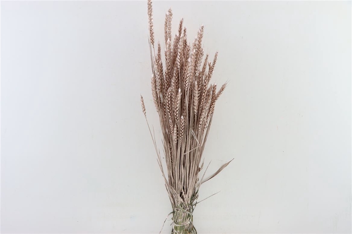 <h4>Dried Triticum Champagne Bunch</h4>