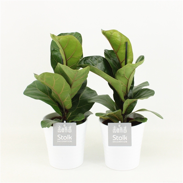 <h4>Ficus Lyrata in Liv keramiek</h4>