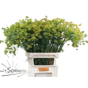 Anethum Graveolens