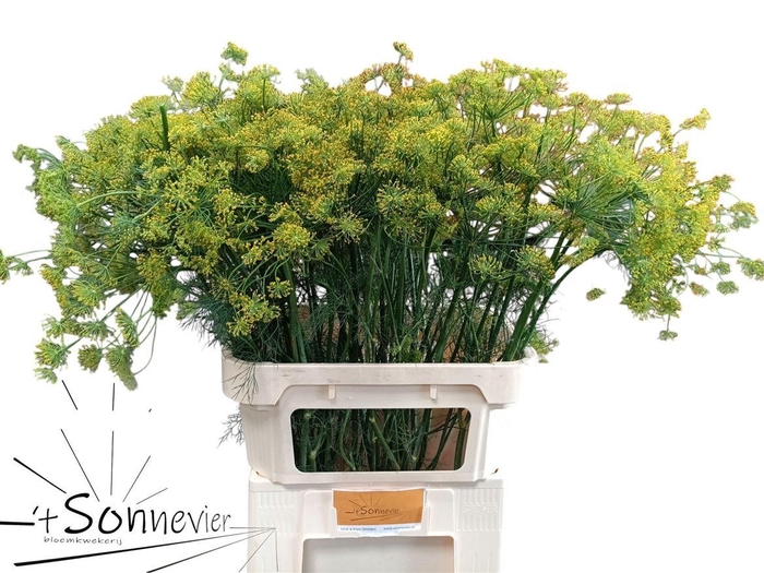 <h4>Anethum Graveolens</h4>