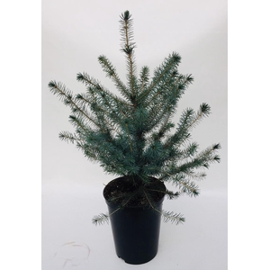 PICEA OMORIKA p19