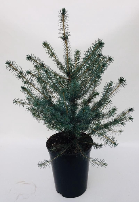<h4>PICEA OMORIKA p19</h4>