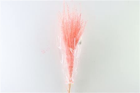 <h4>Dried Stipha Feather 5pcs Xl Cerise Bunch</h4>