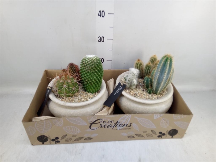 <h4>Arr.  Cactus H%</h4>