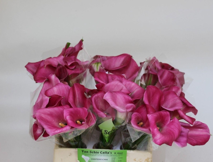 <h4>ZANT BEIJING</h4>