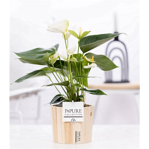 <h4>Anthurium white (Elido) in P&PURE Wood pot 5</h4>