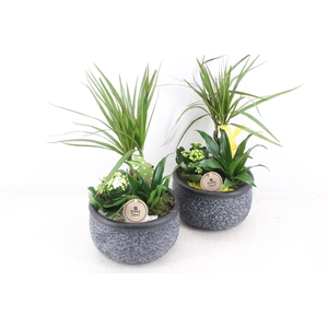 arr2 PL - Ker. barok green dracena - geel/wit