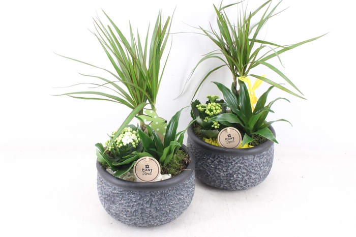 <h4>arr2 PL - Ker. barok green dracena - geel/wit</h4>