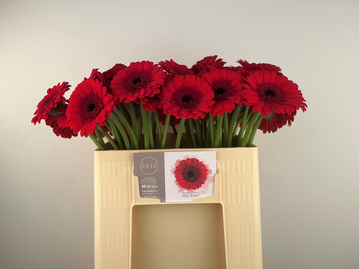 <h4>GE MI RED RUBY</h4>