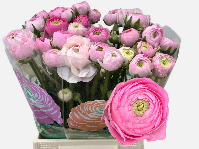 <h4>RANUNCULUS  'AMANDINE MARSH'</h4>