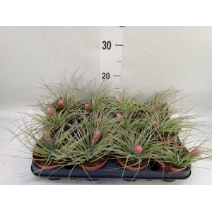 Tillandsia  'Cotton Candy'