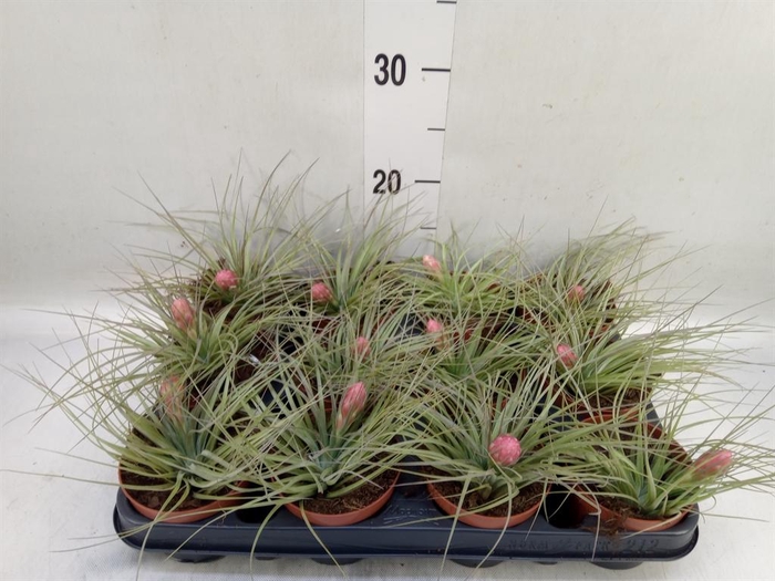 <h4>Tillandsia  'Cotton Candy'</h4>