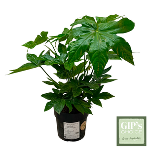 Fatsia japonica P24