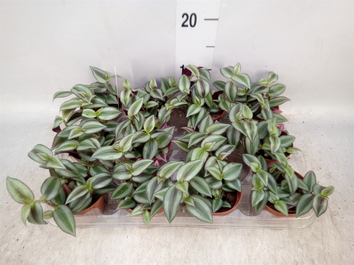 <h4>Tradescantia  'Zebra'</h4>