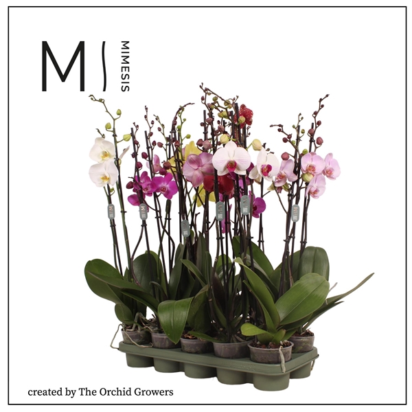 <h4>Mimesis Phal. Mix - 2 spike 12cm</h4>