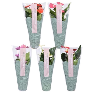 Anthurium Andreanum Grp gemengd