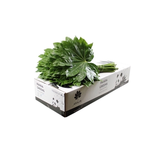 Aralia 70cm Panda Green