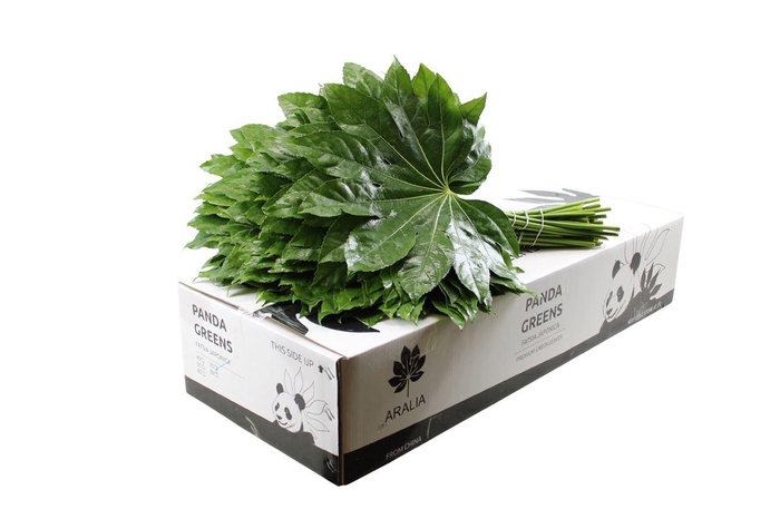 <h4>Aralia 70cm Panda Green</h4>