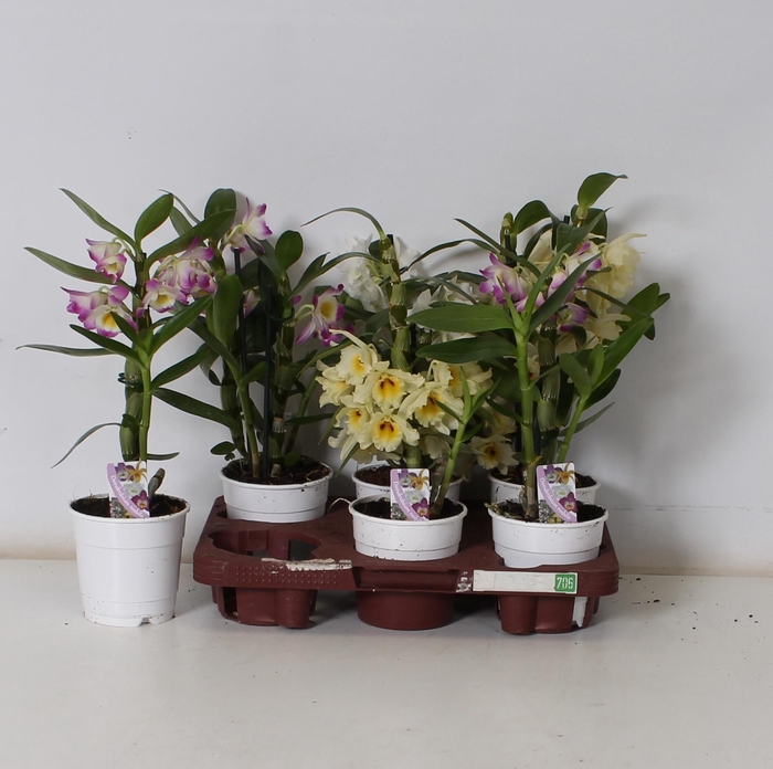 <h4>DEND NOBILE</h4>