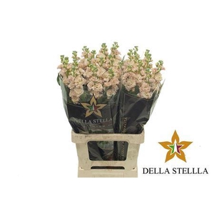 Matth Iron * Premium* Apricot