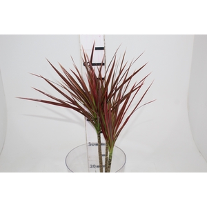 FOLHAGEM DRACENA TRICOLOR