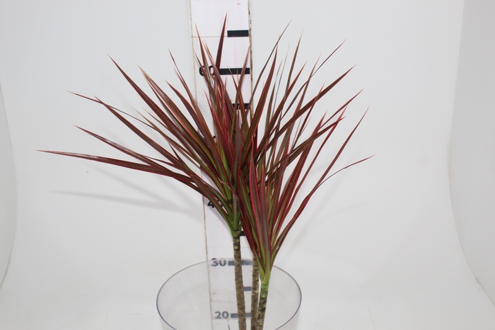 <h4>FOLHAGEM DRACENA TRICOLOR</h4>