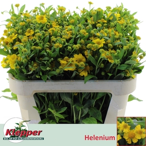 Helenium Kanaria Klepper
