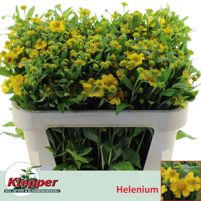 <h4>Helenium Kanaria Klepper</h4>