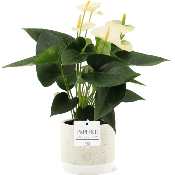 <h4>Anthurium Cocos in Pure Jade ceramic</h4>