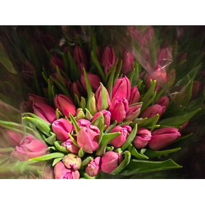 Tulpes Rysk. Rozines LT