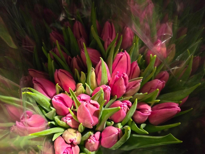 <h4>Tulpes Rysk. Rozines LT</h4>