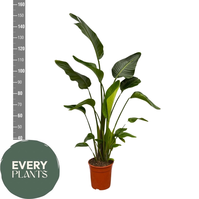 <h4>STRELITZIA NICOLAI</h4>