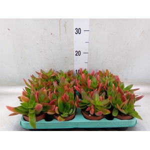 Crassula   ...