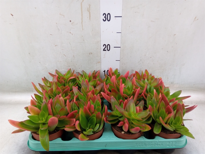 <h4>Crassula   ...</h4>