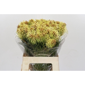 GREVI SPIDERMAN GREVILLEA SPIDERMAN