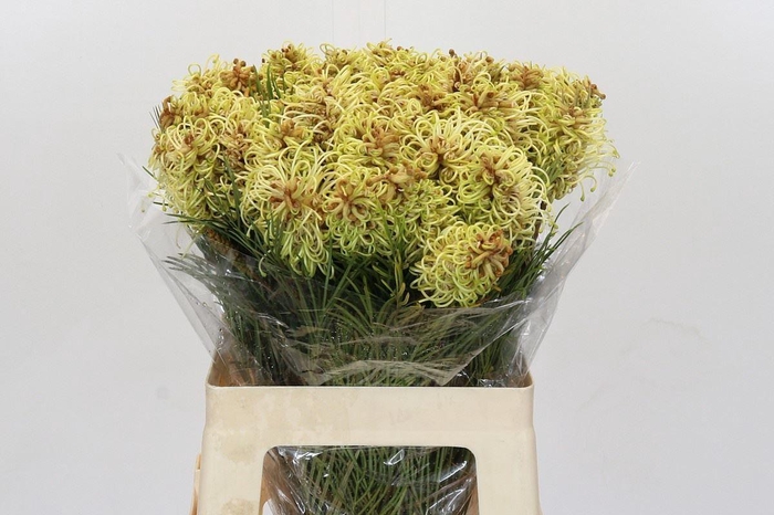 <h4>GREVI SPIDERMAN GREVILLEA SPIDERMAN</h4>